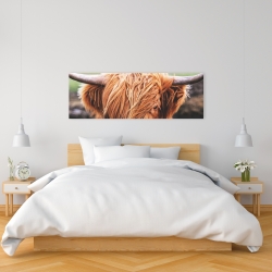 Canvas 16 x 48 - Portrait highland cow