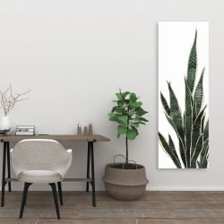 Canvas 20 x 60 - Snake plant