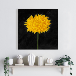 Canvas 24 x 24 - Yellow chrysanthemum