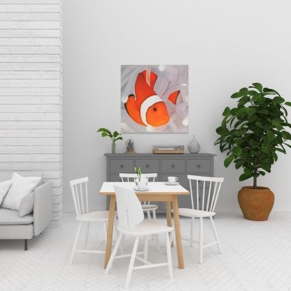 Clownfish under the sea