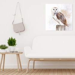 Canvas 24 x 24 - Barn owl