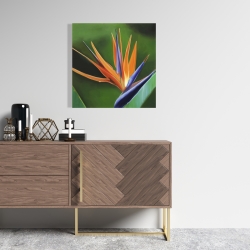 Canvas 24 x 24 - Bird of paradise flower 