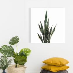 Toile 24 x 24 - Plante couteau