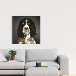 Toile 24 x 24 - Springer spaniel anglais brun