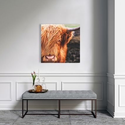 Portrait highland cow