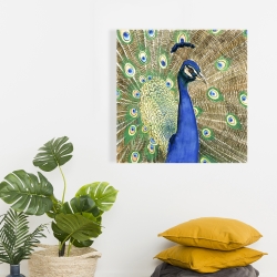 Canvas 24 x 24 - Peacock