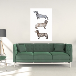 Canvas 24 x 36 - Small dachshund dog