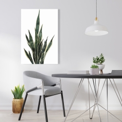 Toile 24 x 36 - Plante couteau