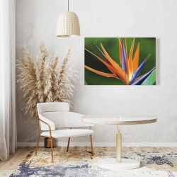 Canvas 24 x 36 - Bird of paradise flower 