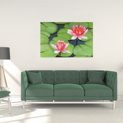 Canvas 24 x 36 - Lotus flowers in a swamp