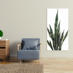 Canvas 24 x 48 - Snake plant