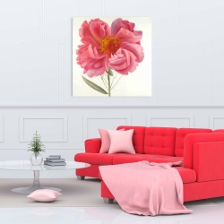 Canvas 36 x 36 - Pink peony flower