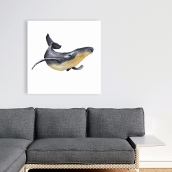 Toile 36 x 36 - Baleine bleue aquarelle