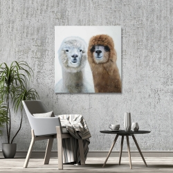 Canvas 36 x 36 - Two lamas