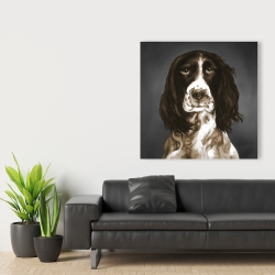 Toile 36 x 36 - Springer spaniel anglais brun