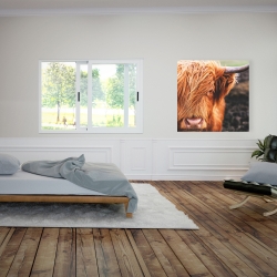 Canvas 36 x 36 - Portrait highland cow
