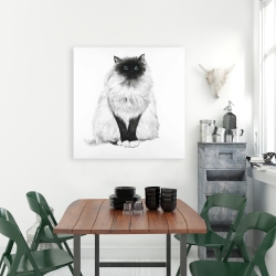 Canvas 36 x 36 - Blue eyes fluffy siamese cat