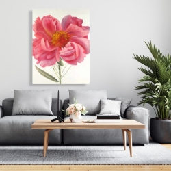 Canvas 36 x 48 - Pink peony flower