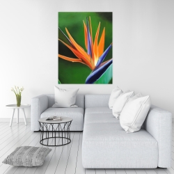Canvas 36 x 48 - Bird of paradise flower 