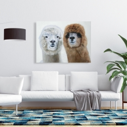 Canvas 36 x 48 - Two lamas