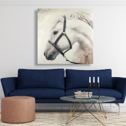 Canvas 48 x 48 - Darius the white horse