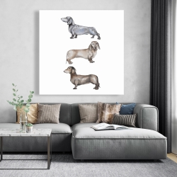 Canvas 48 x 48 - Small dachshund dog