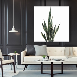 Toile 48 x 48 - Plante couteau