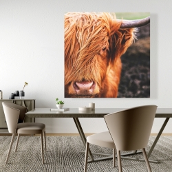 Canvas 48 x 48 - Portrait highland cow