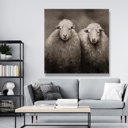 Toile 48 x 48 - Moutons sépia