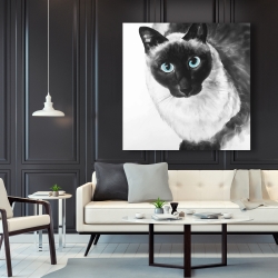 Toile 48 x 48 - Chat siamois au yeux bleus
