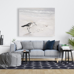 Toile 48 x 60 - Bécasseau semipalmé