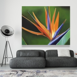 Canvas 48 x 60 - Bird of paradise flower 
