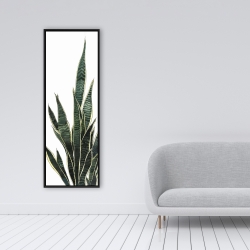 Encadré 16 x 48 - Plante couteau