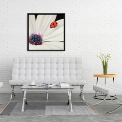 Framed 24 x 24 - White daisy and ladybug