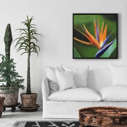 Framed 24 x 24 - Bird of paradise flower 