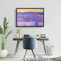 Encadré 24 x 36 - Paysage d'un champ de lavande