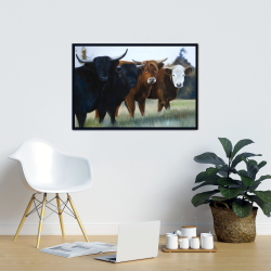 Framed 24 x 36 - Four highland cows