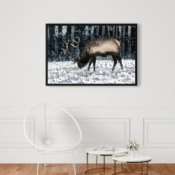 Encadré 24 x 36 - Caribou dans la forêt d'hiver