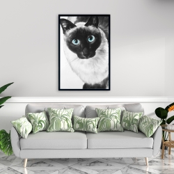 Framed 24 x 36 - Blue eyes siamese cat
