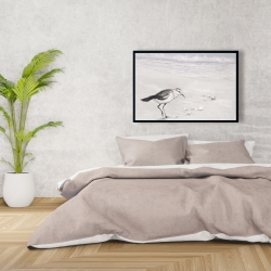 Encadré 24 x 36 - Bécasseau semipalmé