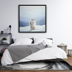 Framed 36 x 36 - Long hair sheep