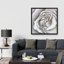 Framed 36 x 36 - White rose delicate