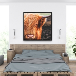 Framed 36 x 36 - Portrait highland cow