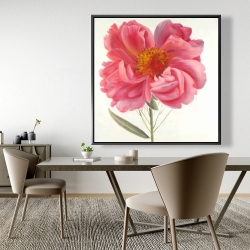 Framed 48 x 48 - Pink peony flower