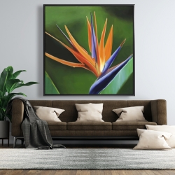 Framed 48 x 48 - Bird of paradise flower 