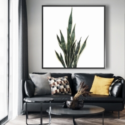 Encadré 48 x 48 - Plante couteau
