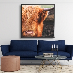 Framed 48 x 48 - Portrait highland cow