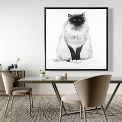 Framed 48 x 48 - Blue eyes fluffy siamese cat