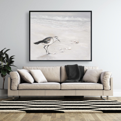 Encadré 48 x 60 - Bécasseau semipalmé