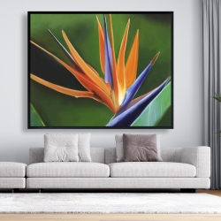 Framed 48 x 60 - Bird of paradise flower 